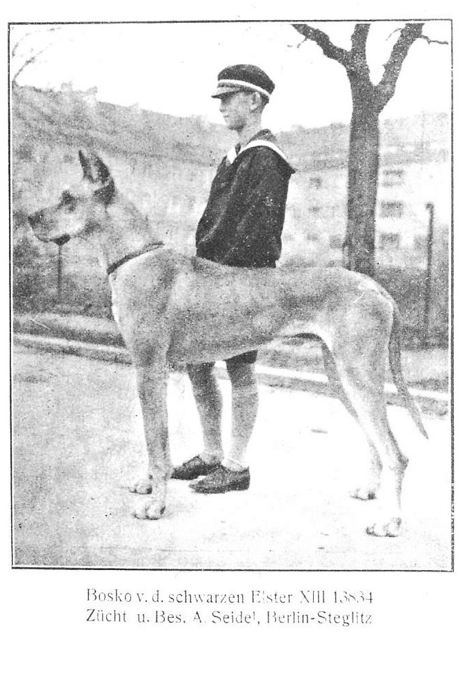 Bosko vd Schwarzen Ester